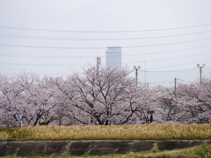 樫井川の桜